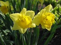 Daffodils