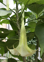 A Plant We Call Dave
