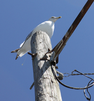 Gull on post