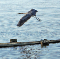 Spooked Heron