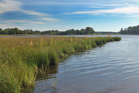 Chesapeake marshland