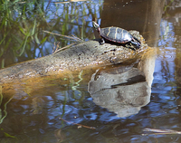 Turtle on a log - turtles were very skitterish