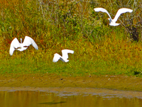 Egrets fleeing