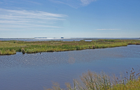 Chesapeake marshland