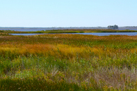 Chesapeake marshland - marsh grass; islands....