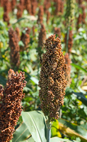 Sorghum