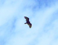 Turkey Vulture, Taylor Island, MD