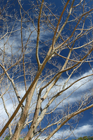 Bare tree; Chesapeake Bay shore