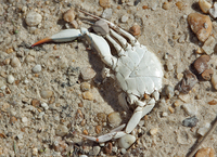 Crab on Chesapeake Bay shore