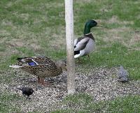 Ducks at the Feeder