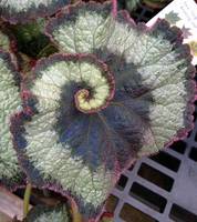 Begonia - Escargot