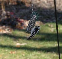 Woodpecker at the Feeder