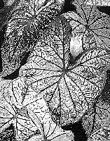 Caladium