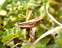 Grasshopper