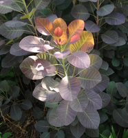 Smoke Bush