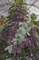 Batch of Caladiums, Gaiser Conservatory