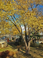 Backyard, Autumn 2011