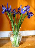Irises, Vase
