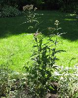 Joe Pye Weed