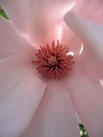 Magnolia Blossom