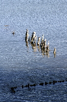 Old Pier Pilings