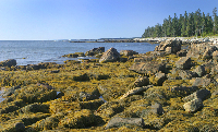South end of Mount Desert Island, ME