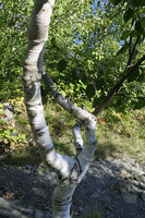 Twisted Birch