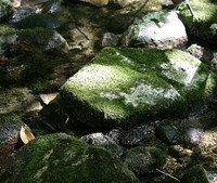 Moss on rocks, stream nearing Jordan Pond