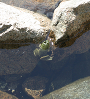 Frog in Jordan Pond creek