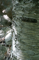 Thick birch on path to Jordan Pond