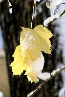 Maple Leaves, Snow