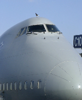 Pigeon Doing a Pre-Flight Inspection