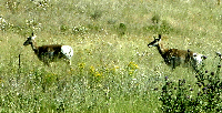 Pronghorn Antelope (bad pic, actually)