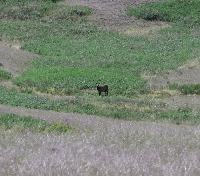 Young Elk - National Bison Range, MT