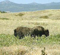 Bison