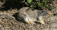 Ground Squirrel, Logan Pass