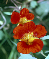 Nasturstium blossom