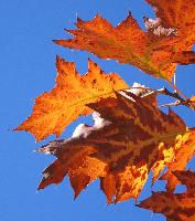 Oak Leaves, Fall O4