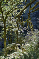 Mossy tree, early morning light. Columbia Gorge, OR