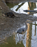 Great Blue Heron and muskrat - in only wet spot in the refuge