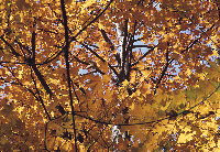 Autumn Foliage, Maple Tree