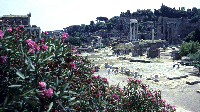 Rome and Rhodies