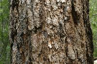 Ponderosa Pine Bark