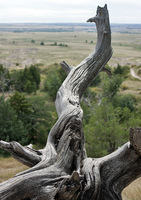 Weathered conifer trunk and limbs