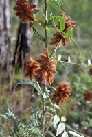 Unknown flower, trailside