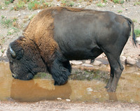 Custer State Park, SD