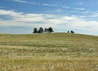 Prairie - rare group of trees