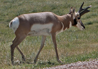 Pronghorn Antelope