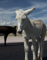 Burros in the road