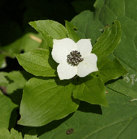 Dogwood Blossom, Trailside